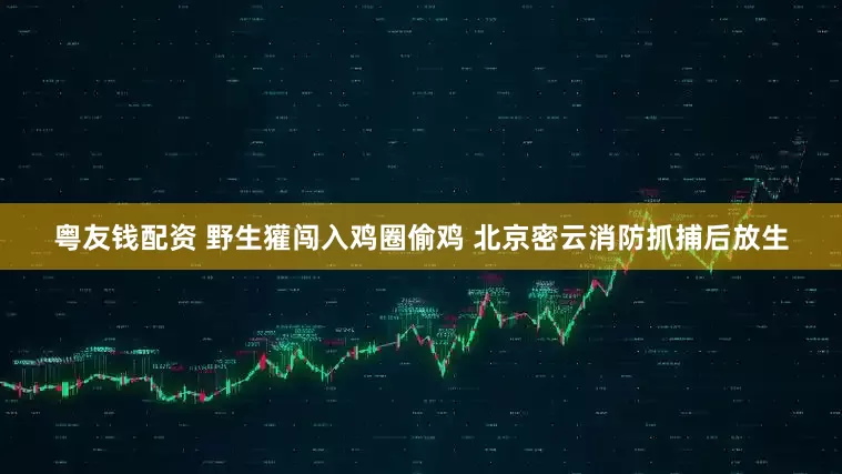 粤友钱配资 野生獾闯入鸡圈偷鸡 北京密云消防抓捕后放生