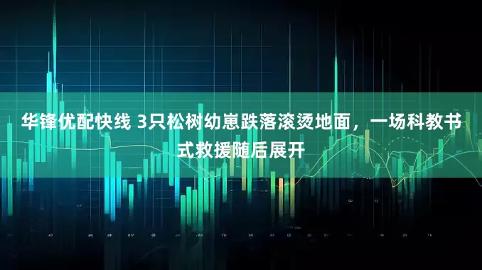华锋优配快线 3只松树幼崽跌落滚烫地面，一场科教书式救援随后展开
